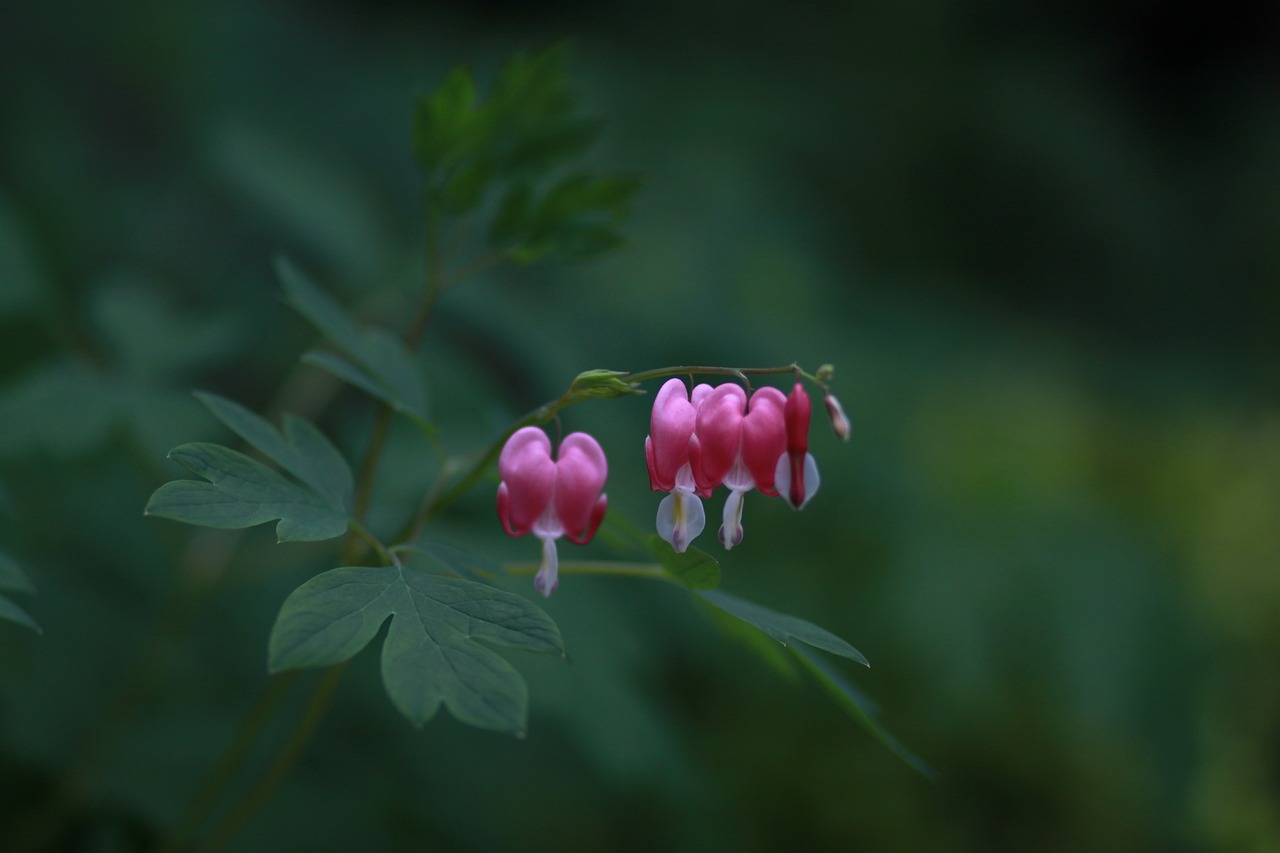 春花焰有情人终成兄妹