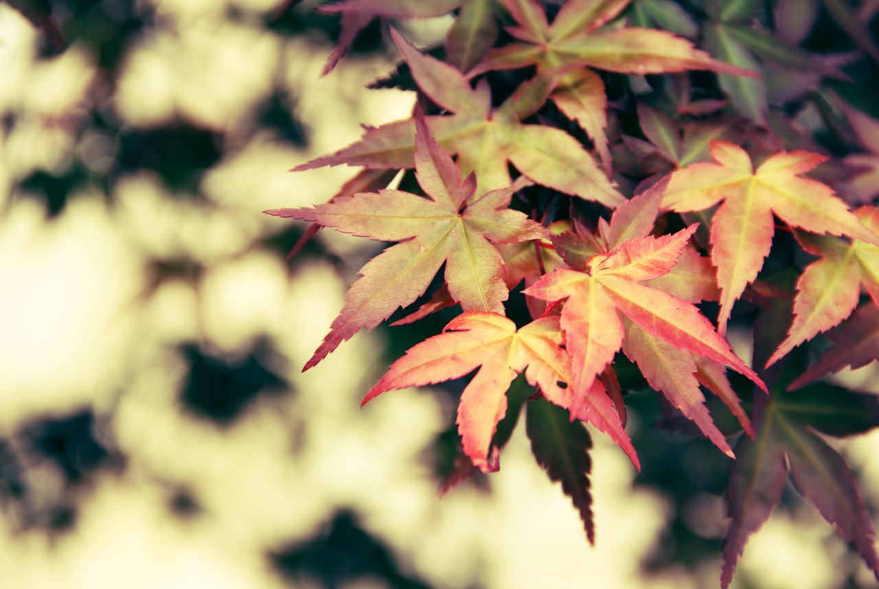 春花焰死了都要爱